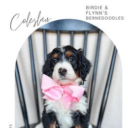 Coleslaw - Tri-color female Bernedoodle puppy in New Harmony, Indiana from Cottonwood Farms
