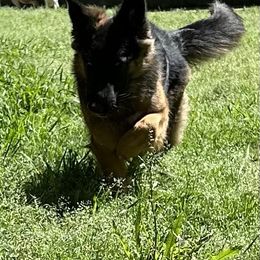 Astra - German Shepherd