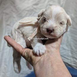 AKC pink ribbon - Wheaten female Miniature Schnauzer puppy in Greencastle, Indiana from Tiny Tushy Lodge