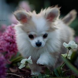 Chihuahua Puppies from DiLusso Chihuahuas