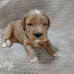 Toby - Apricot male Goldendoodle puppy in Eau Claire, Wisconsin from Fisher River Doodle's