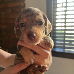 Bruce Ween - Dapple male Dachshund puppy in El Cajon, California from Lisa Buxton