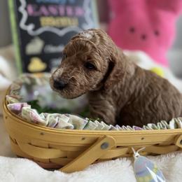 Cash (Johnny) - Red  male Goldendoodle puppy in Eagleville, Tennessee from Nash Doodles
