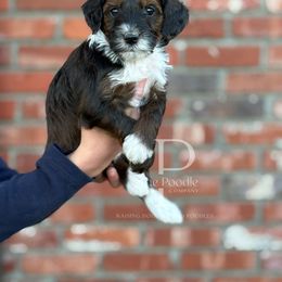 Rusty - Sable male Bernedoodle puppy in Tulsa, Oklahoma from The Poodle Co. Raising Doodles & Poodles