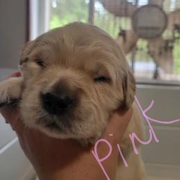 Pink Collar - Light golden female Golden Retriever puppy in Brush Prairie, Washington from Paradise Peaks