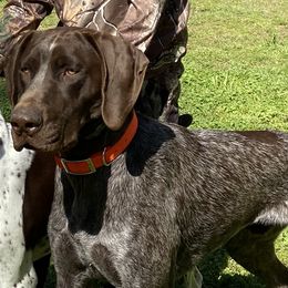 Zeke - German Shorthaired Pointer