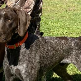 Zeke - German Shorthaired Pointer