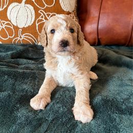 Casper - Yellow and white male Bernedoodle puppy in High Point, North Carolina from Kingsfield Doodles