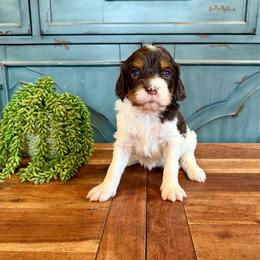 Ozzy - Tri-color female Cavapoo puppy in Beresford, South Dakota from DAKOTA DOOD RANCH