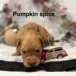 Pumpkin spice - Golden female Golden Retriever puppy in Salt Lake City, Utah from Soaring golden retrievers