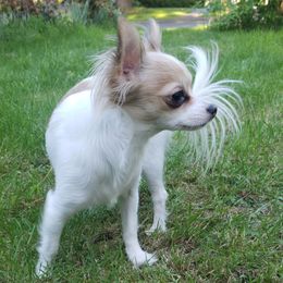 Lizzie - Chihuahua