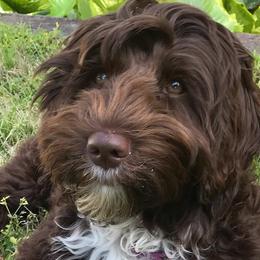 Australian Labradoodles from Sweet Tea Australian Labradoodles