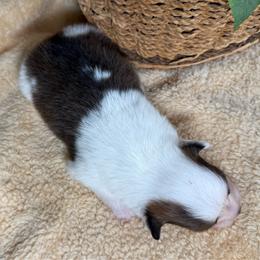 Grant - Sable and white male American Corgi puppy in Stillwater, Oklahoma from Steele Family Farms