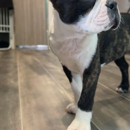 Shaq - Brindle and white male Boston Terrier puppy in Belleville, Missouri from Belleville Bostons