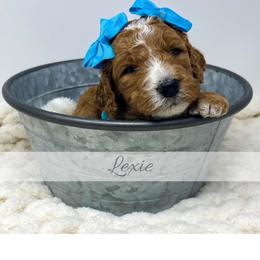 Lexie - Red  female Goldendoodle puppy in State Road, North Carolina from Must Love Doodles