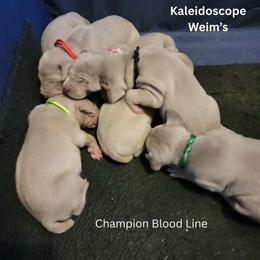 Girl 1 - Gray female Weimaraner puppy in Catoosa County, Georgia from Kaleidoscope Weims