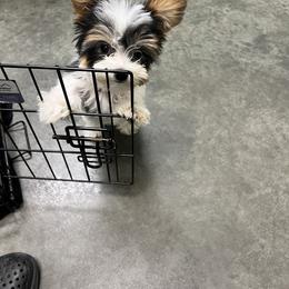 Yorkipoo and Yorkshire Terrier Puppies from OK Puppies LLC
