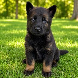 Purple Collar - Sable female German Shepherd puppy in Casscoe, Arkansas from Crown H Shepherds