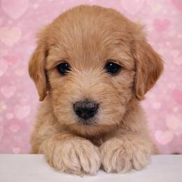Cooper - Apricot male Goldendoodle puppy in Hendersonville, Tennessee from Ben's Best Buddy Goldendoodles