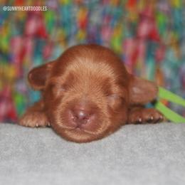 Rocky - Caramel male Australian Labradoodle puppy in Hackettstown, New Jersey from Sunny Heart Doodles