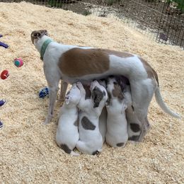 Whippet Puppies from QuiXand Performance Whippets