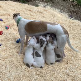 Whippet Puppies from QuiXand Performance Whippets