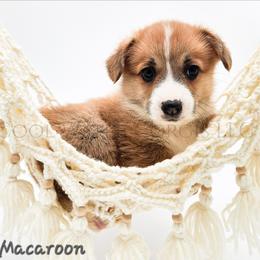 Macaroon - Red male Pembroke Welsh Corgi puppy in Kiowa, Colorado from Cool Water Corgis LLC