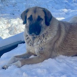 Anatolian Shepherd Dogs, Komondorok, and Newfoundlands from Tatties Ranch