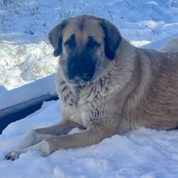 Anatolian Shepherd Dogs, Komondorok, and Newfoundlands from Tatties Ranch