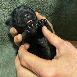 Labrador Retriever Puppies from Corner Crest Labs