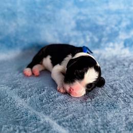 Crow - White and black male Bordoodle puppy in Elizabeth City, North Carolina from Howdy Doodles