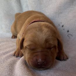 Rose - Yellow female Labrador Retriever puppy in Alcester, South Dakota from R-Team