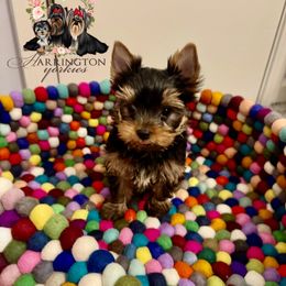 AKC Dash - Blue and gold male Yorkshire Terrier puppy in Bloomingdale, Georgia from Harrington Yorkies
