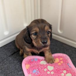 Dolly - Sable female Dachshund puppy in South Point, Ohio from Snuggle Bunny Dachshunds