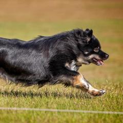 Finnish Lapphund All Grown Up from Forest Trail Finnish Lapphunds