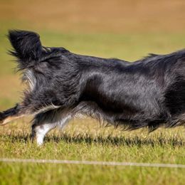 Finnish Lapphund All Grown Up from Forest Trail Finnish Lapphunds