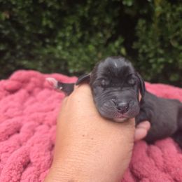 Vee - Black female Great Dane puppy in Granby, Missouri from HCR Great Danes
