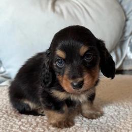 Gaston - Black and tan male Dachshund puppy in Gladewater, Texas from Devoted Dachshunds