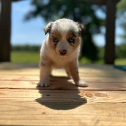 Everest - Blue merle female Miniature Australian Shepherd puppy in Doddridge, Arkansas from Huddleston Farm