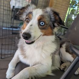 Obi - Toy Australian Shepherd