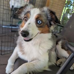 Obi - Toy Australian Shepherd