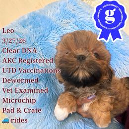 Leo - Red male Shih Tzu puppy in Sacramento, California from NANA’S  QUALITY SHIH TZU'S