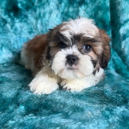 Samuel - Red and white male Cavatzu puppy in Knoxville, Tennessee from Rocky Top Cavapoos