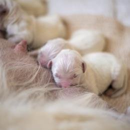 Boy 4 - Light golden male Golden Retriever puppy in Kingwood, Texas from Faded Ash Goldens