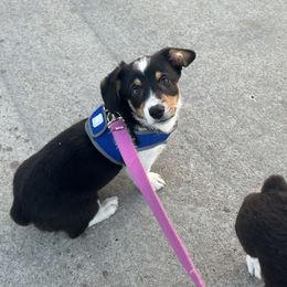 Pembroke Welsh Corgis from Roo and The Velvet Paws