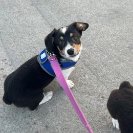 Pembroke Welsh Corgis from Roo and The Velvet Paws