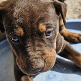 Catahoula Leopard Dogs from Hidden Ridge Farms