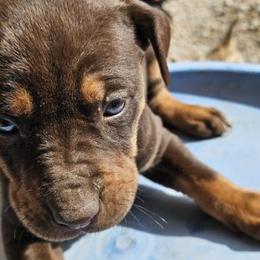 Catahoula Leopard Dogs from Hidden Ridge Farms