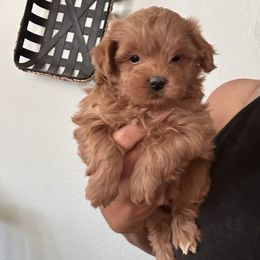 Lady Holly - Red female Maltipoo puppy in Southern,, California from Maltipoo Tiny Pups