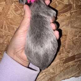 Girl 3 - Blue female Shih Tzu puppy in Eunice, Louisiana from 4J's Cajun Kennels